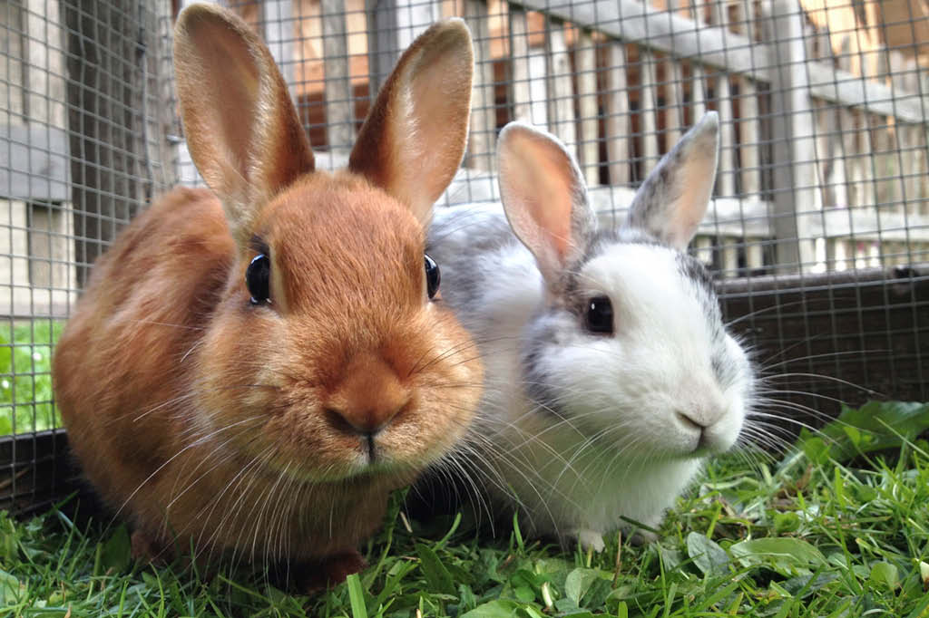 &Aacute;cido no olho