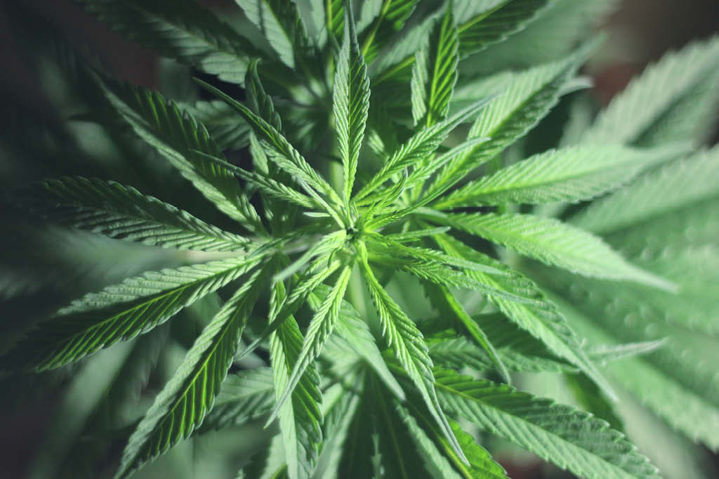 Califórnia deve tornar a maconha tão legalizada quanto chocolate