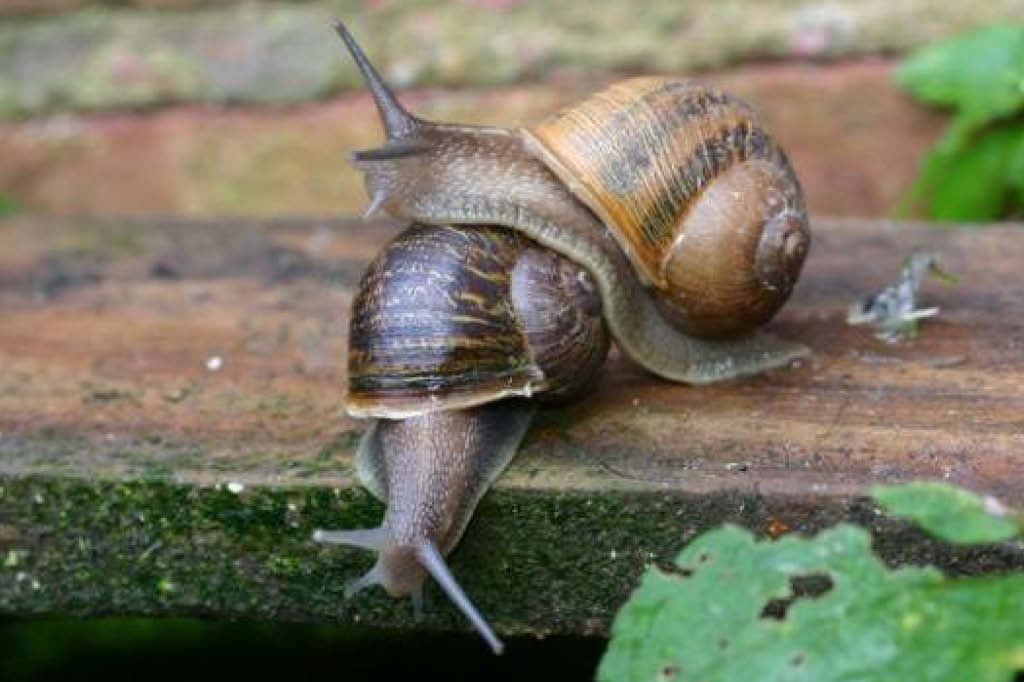 Caracol mutante acha namorada pela internet