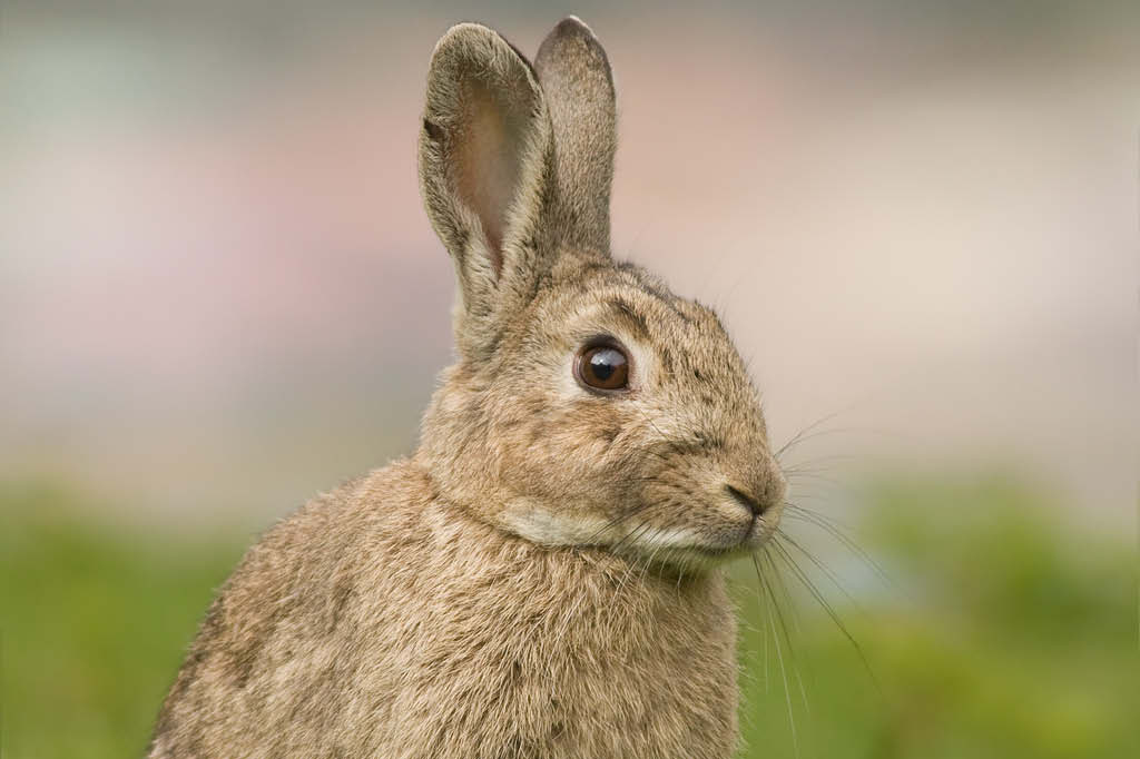 Coelhos da espécie Oryctolagus cuniculus