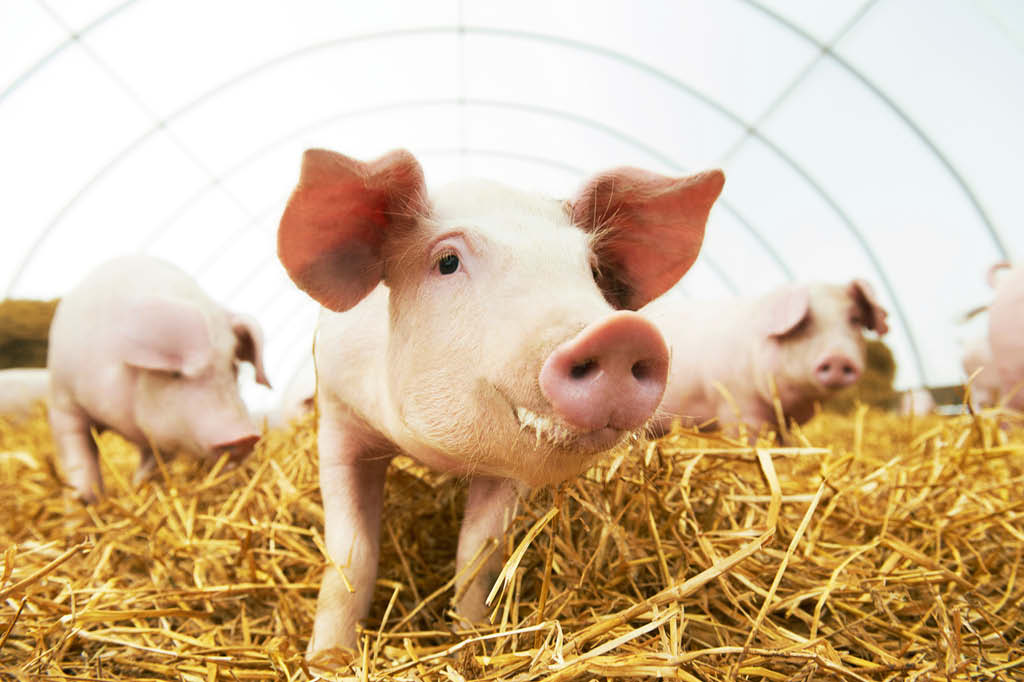 O porco tamb&eacute;m