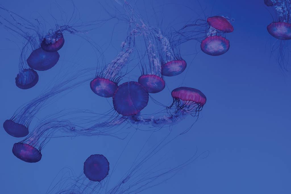 Os cientistas acreditam que as medusas podem ter sido os primeiros animais a desenvolverem &oacute;rg&atilde;os e a conseguirem nadar com fluidez ao inv&eacute;s de flutuarem na &aacute;gua.