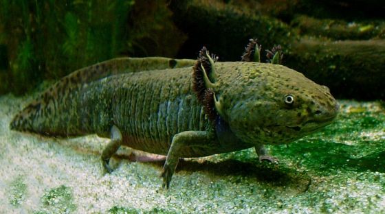 04_axolotl