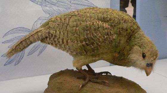 06_kakapo