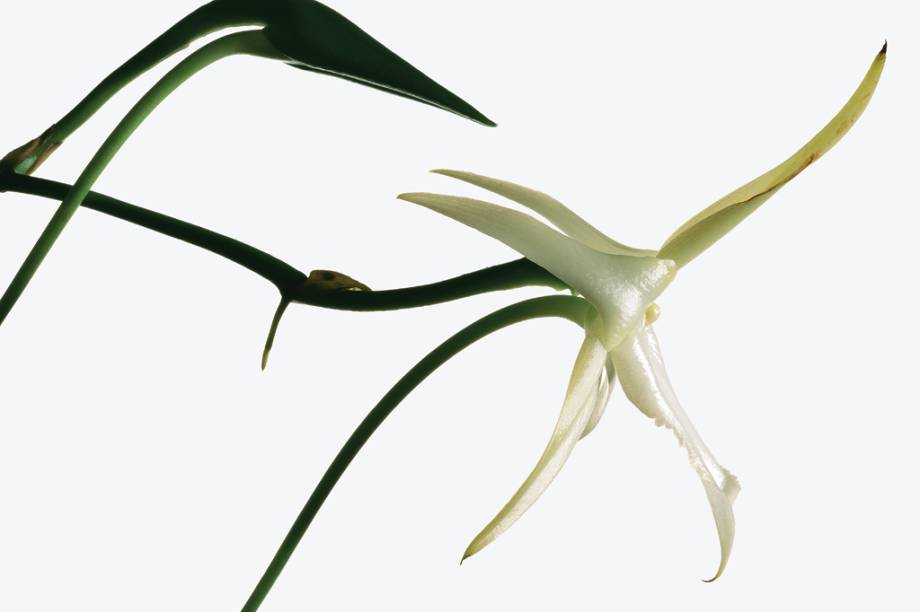 Foi a partir da orquídea <i>Angraecum sesquipedale </i>que Charles Darwin criou a hipótese de que a flor teria que ser polinizada por um inseto com um “focinho” muito maior que os que existiam na ilha de Madagascar, de onde a planta é nativa. O inseto, até então desconhecido, só foi descoberto depois da morte de Darwin. Essa história sobre a polinizadora misteriosa é uma das mais famosas da teoria da evolução.