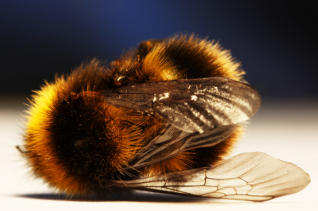 Extinção das abelhas