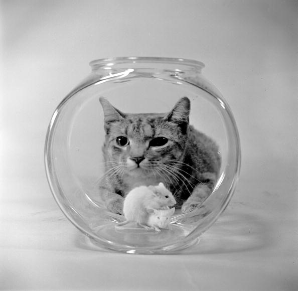 Cat In A Jar