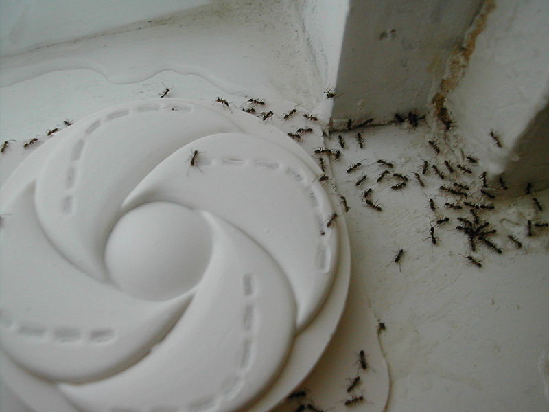 800px-Argentine_ants_accessing_trap