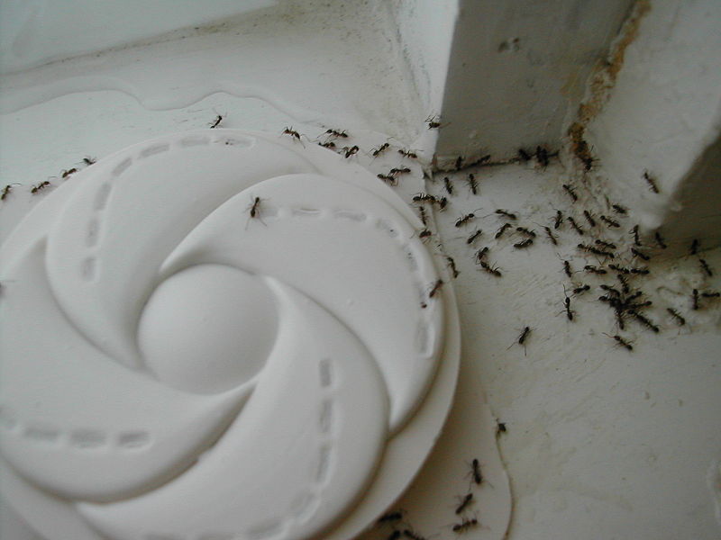 800px-argentine_ants_accessing_trap