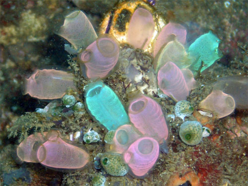 800px-ascidian_rhopalaea_crassa_4_cm