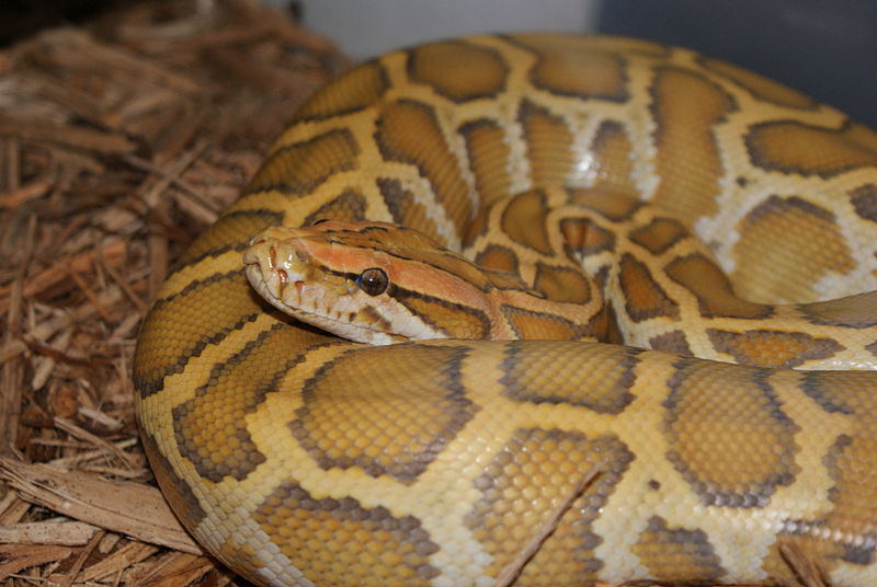 800px-caramel_burmese_python