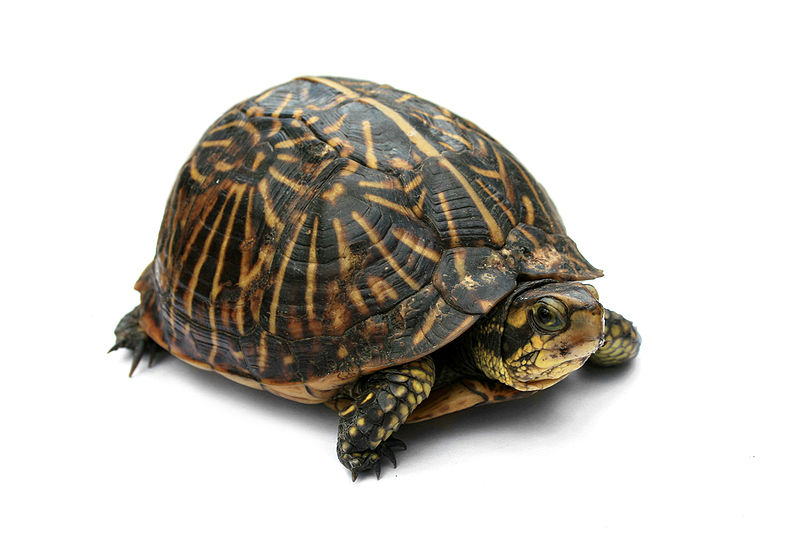 800px-florida_box_turtle_digon3