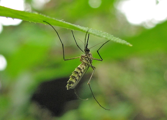 Adesivo torna ser humano invisível aos mosquitos
