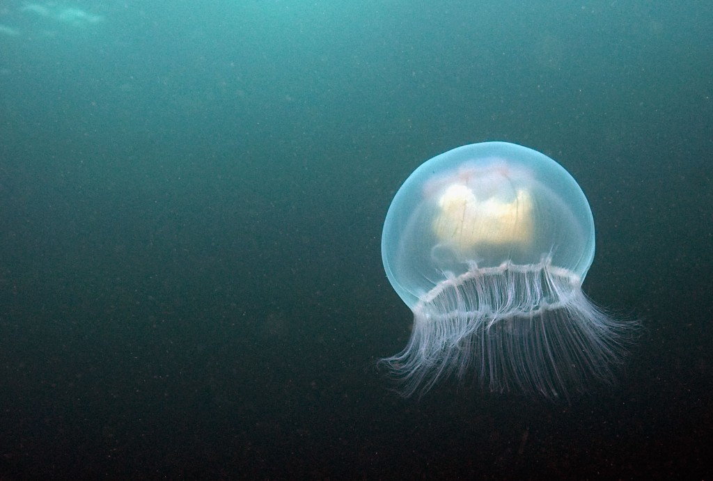 Visitors Enjoy The Wildlife At The Farne Islands