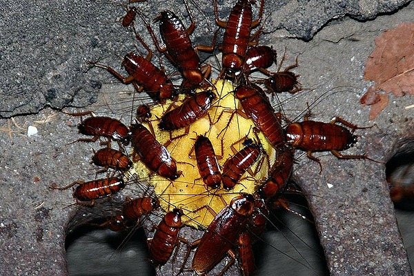 Como está o sexo entre baratas?