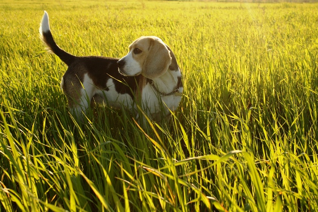 beagle-melhor-amigo-elefantes-parque-virunga-congo-625