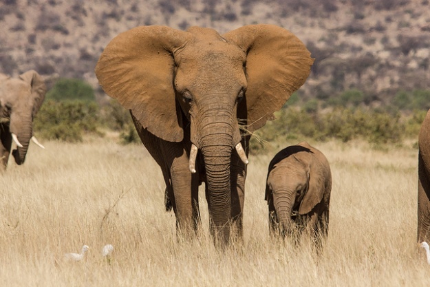 beagle-melhor-amigo-elefantes-parque-virunga-congo-elefante-625