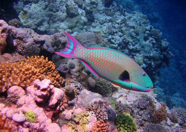 bercario-de-corais-leva-vida-nova-jamaica-varais.blog-super