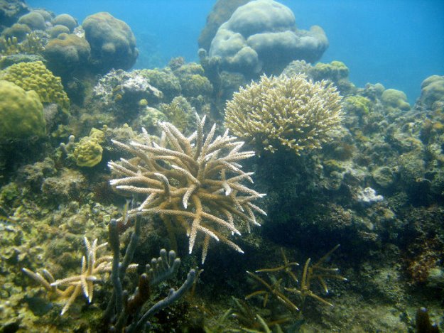 bercario-de-corais-vida-nova-jamaica-blog-super