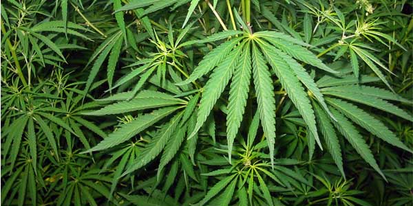 biodiesel-maconha-super