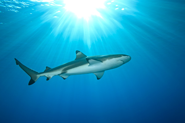 blacktip-shark_shark-attack-experiment-live-600