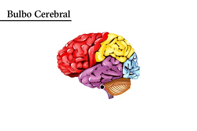 Enjoado: o bulbo cerebral comanda a circulação. Quando é afetado, pode derrubar a pressão e provocar enjôos e vômitos.