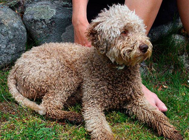 cao-lagotto