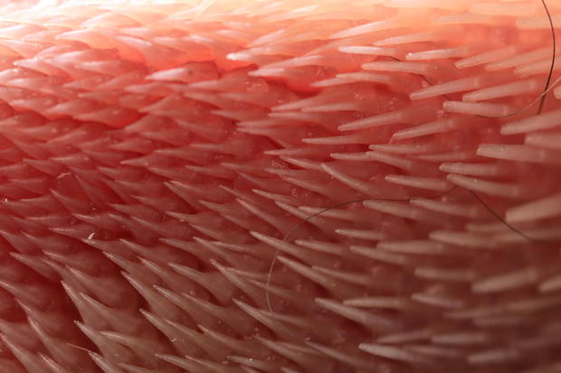 cat-tongue-surface cat-tongue-surface