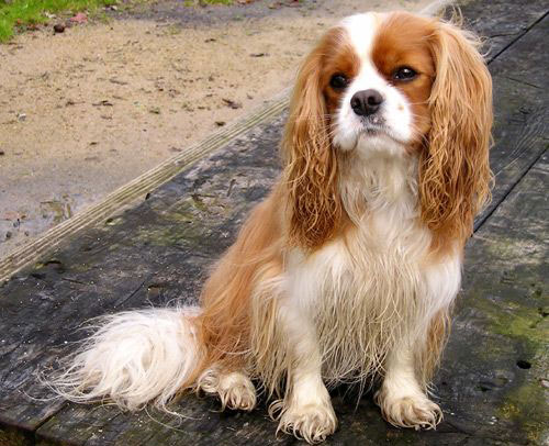 cavalier-king-charles-spaniel