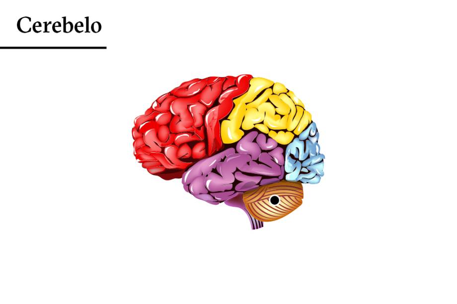Cambaleante: o cerebelo cuida da coordenação motora e do equilíbrio. Quando é atacado, o alcoolizado fica tonto e desastrado. Cambaleante: o cerebelo cuida da coordenação motora e do equilíbrio. Quando é atacado, o alcoolizado fica tonto e desastrado.