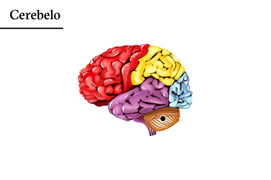 Cambaleante: o cerebelo cuida da coordenação motora e do equilíbrio. Quando é atacado, o alcoolizado fica tonto e desastrado.