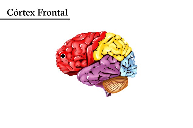 Inadequado: quando o córtex frontal, que controla a autocrítica, é intoxicado, o embriagado perde a noção do que deve fazer ou dizer.
