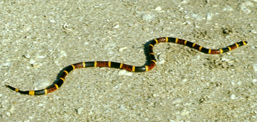 coral_snake