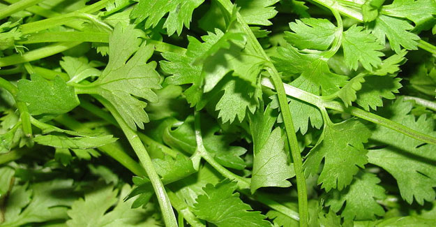 coriander-folhas