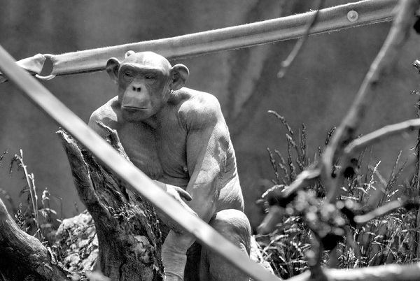 Macacos na teoria da evolução de Darwin