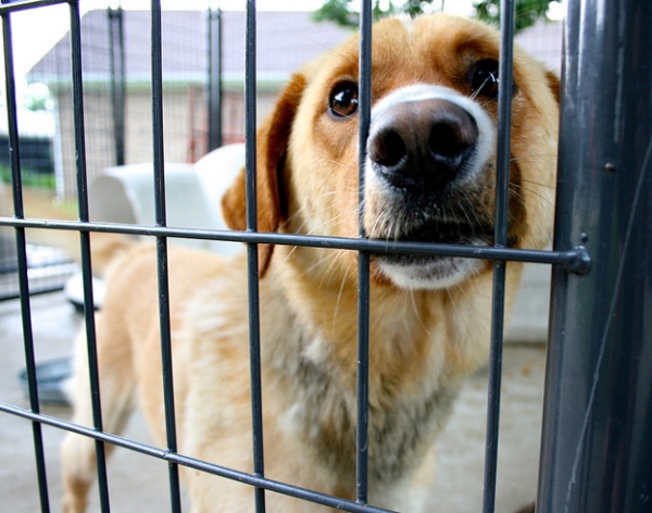desconto-iptu-quem-adotar-animais-abandonados-600
