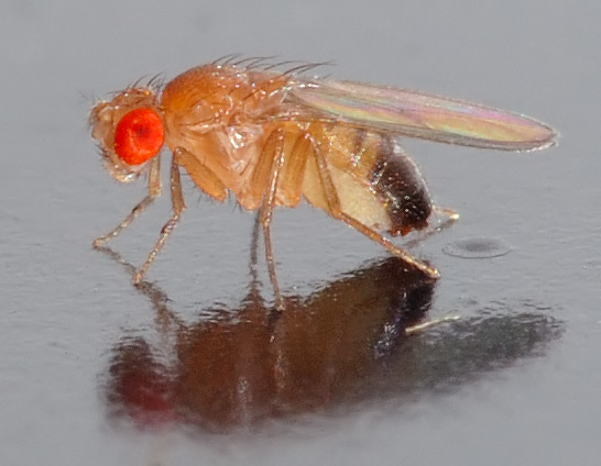 drosophila_melanogaster_-_side_aka