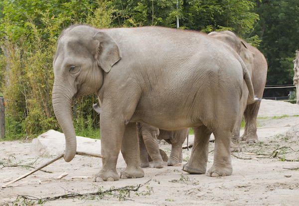 Elefante_asia_tico_(Elephas_maximus),_Tierpark_Hellabrunn,_Mu_nich,_Alemania,_2012-06-17,_DD_06