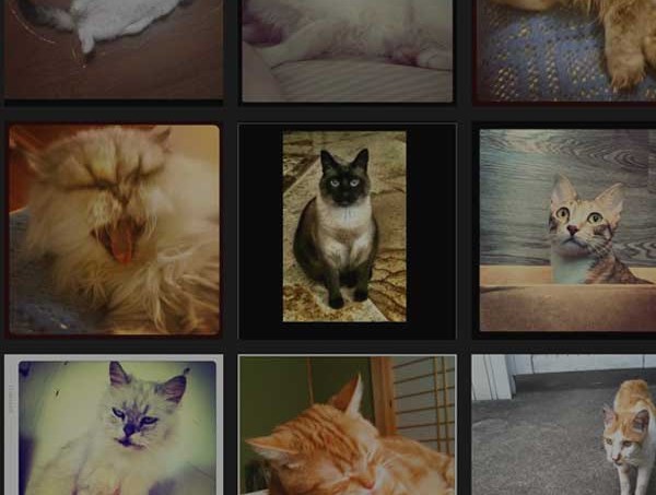 fotos-de-gatos-instagram