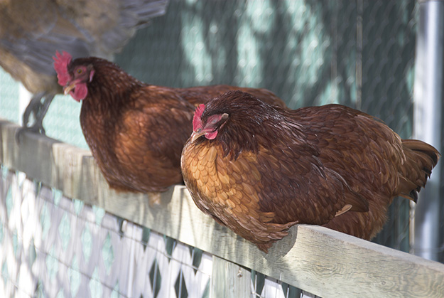 Red Chickens