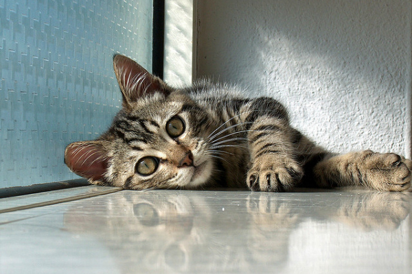 gato1