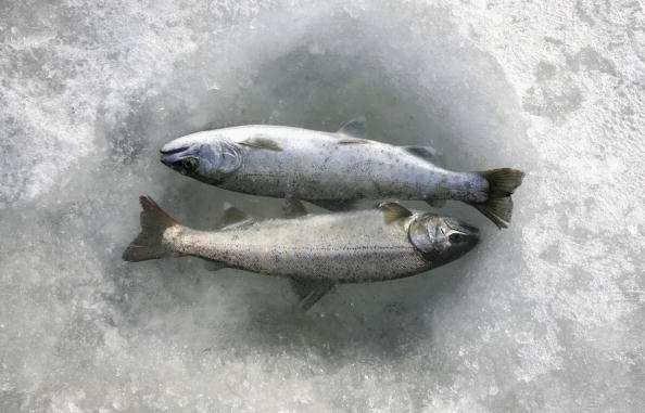 South Korean Anglers Compete In The Ice Festival's Mountain Trout Competition