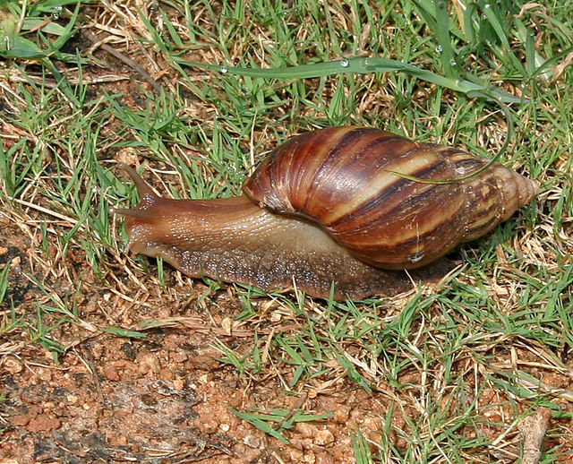 Giant_African_Land_Snail_ (Achatina_fulica) _in_Hyderabad, _AP_W_IMG_0596