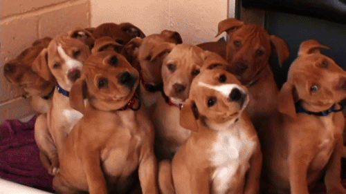puppy animated gif on Giphy