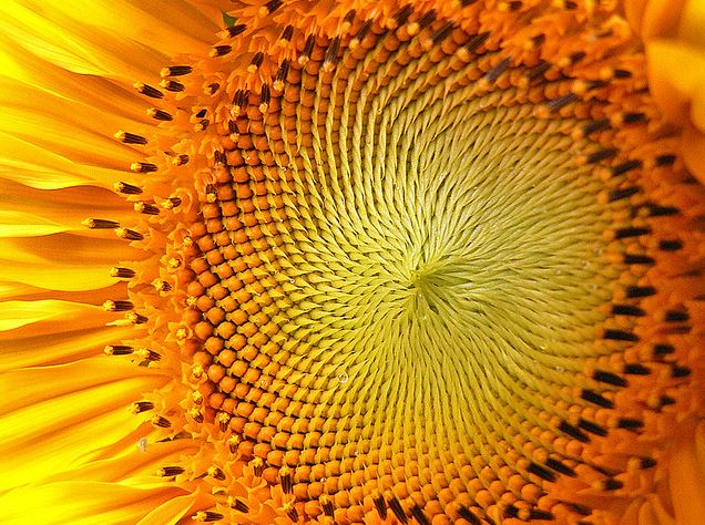 O girassol e a Sequência de Fibonacci | Super