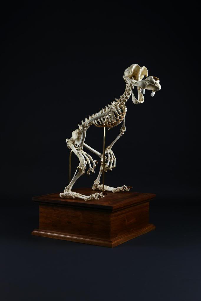 goofy-cartoon-skeletons-hyungkoo-lee