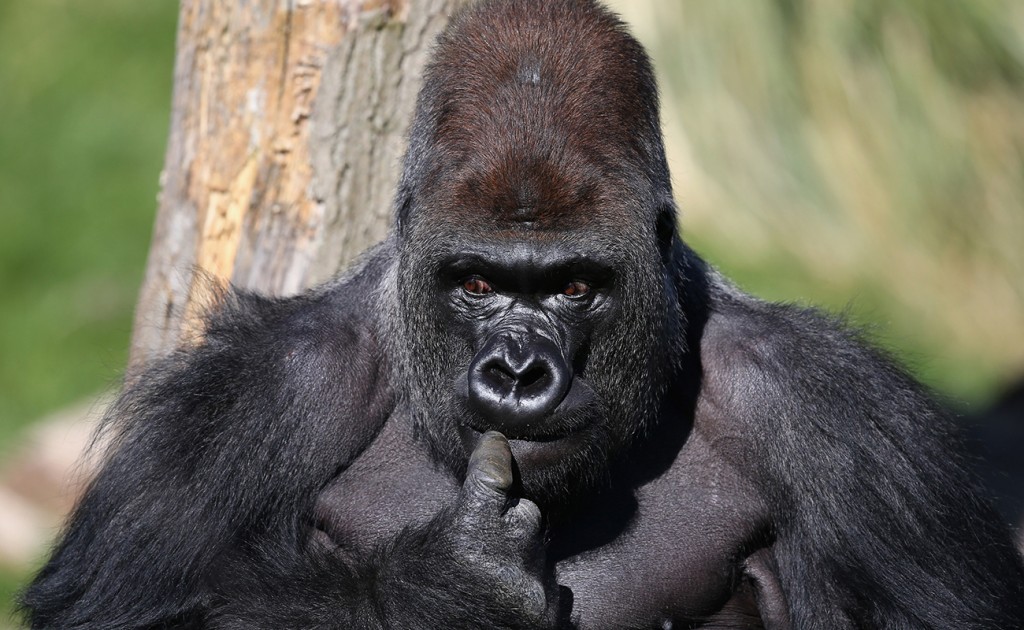 Silverback Gorilla Joins  London Zoo