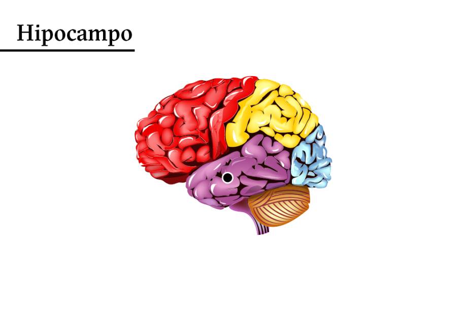 Esquecido: o excesso de bebida pode lesionar o hipocampo, que registra as lembranças. Pode-se esquecer de tudo.