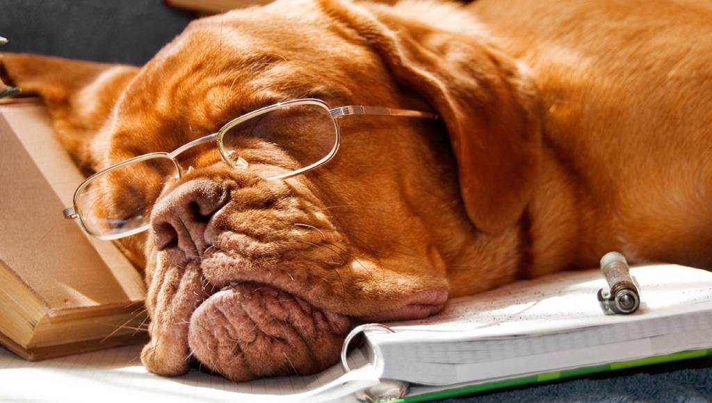 home_cachorro_istock_vitalytitov