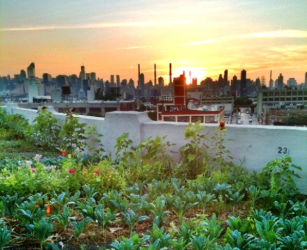horta-urbana-Brooklyn-Grange-Farm
